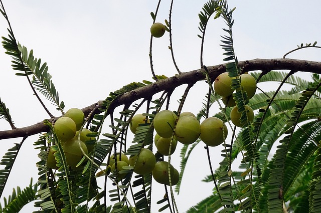 Amla