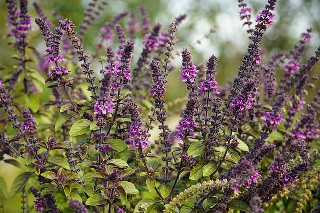 Holy Basil Plant